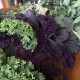 Broccoli d'inverno all'agriturismo Papaveri e Papere - Venezia